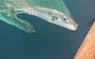 Slika od Kod Rovinja ulovili jednu od najotrovnijih riba na svijetu. Ima otrov 1200 puta jači od cijanida