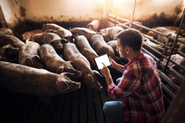 Slika od ‘Kripto-svinje‘ spašavaju domaću proizvodnju hrane! Za ulog od 250 eura jedete vrhunsko meso, a može se dobro i zaraditi