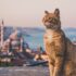 Slika od Mačke u islamskom svijetu imaju posebno mjesto. Evo zašto