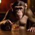 Slika od Majmun udarao po viskiju pa pijan redao gradom žrtve, kažu da se ne zna nositi s ljubomorom