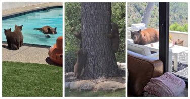 Slika od Medvjedica sa svojim bebama došla na bazen u Kaliforniji. Zaplivala je, oni je čekali
