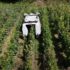 Slika od Moët&Chandon u svoje vinograde uvodi prve robote, ovako izgledaju