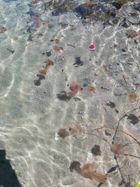 Slika od Morska mjesečina ‘obasjala‘ Žuljanu, kupači oprez: ‘ Meduze su doplutale do plićaka, imaju i one prirodne neprijatelje, ali…‘