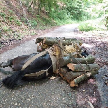 Slika od Mučan prizor u Podgariću: Jedan konj natovaren drvima se srušio, drugog mladić tukao granom