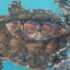 Slika od Na Lošinju se liječe tri kornjače koje pate od istog sindroma, evo o čemu je riječ