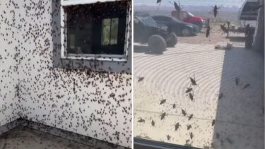 Slika od Najezda cvrčaka: Rojevi kukaca prekrili kuće, agonija traje već danima