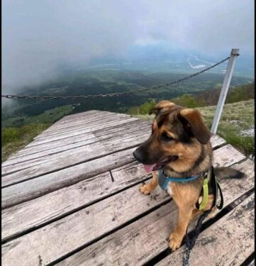 Slika od Njemačkim turistima utekao pas u Šibeniku, vjerojatno sa sobom vuče stranicu željeznog boksa