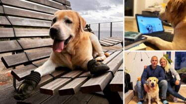 Slika od On je Rio, labrador u čizmama, ljubitelj ljudi i pasa, ali i nova zvijezda društvenih mreža