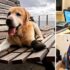 Slika od On je Rio, labrador u čizmama, ljubitelj ljudi i pasa, ali i nova zvijezda društvenih mreža