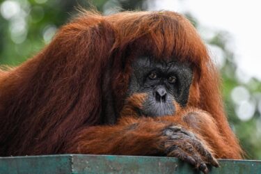 Slika od Orangutan liječio otvorenu ranu sokom i sažvakanim listovima biljke koja ima antiupalna i analgetička svojstva