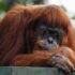 Slika od Orangutan liječio otvorenu ranu sokom i sažvakanim listovima biljke koja ima antiupalna i analgetička svojstva