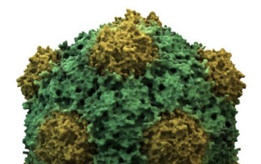 Slika od Ovaj biljni virus potencijalno može zaustaviti metastaziranje raka kod ljudi