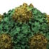 Slika od Ovaj biljni virus potencijalno može zaustaviti metastaziranje raka kod ljudi
