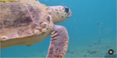 Slika od Ovako ležernu morsku kornjaču još niste vidjeli! Podvodna kamera na Martinskoj snimila glavatu želvu, pogledajte je samo