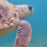 Slika od Ovako ležernu morsku kornjaču još niste vidjeli! Podvodna kamera na Martinskoj snimila glavatu želvu, pogledajte je samo