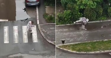 Slika od Ovo je kao iz Hitchcockovog horora: Djevojka bježi, vrisak odzvanja ulicom, vrane je napadaju neviđenom silinom!