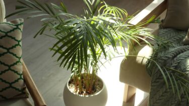 Slika od Palmu ljeti iznesite van, u vrt ili na balkon – obilno je zalijevajte