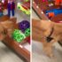 Slika od Pas prvi put u životu dobio priliku izabrati igračku, evo kako je reagirao