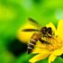 Slika od Pčela je sve manje, a njihov će nestanak za nas biti poguban