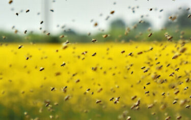 Slika od Pčelari poslali ozbiljno upozorenje: Odumire sve više pčelinjih zajednica