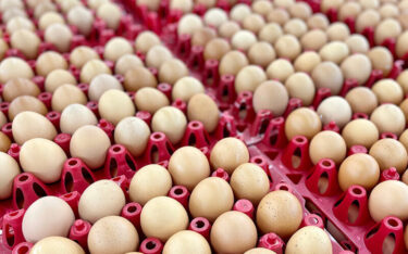 Slika od Perutnina Ptuj će od sada uzgajati piliće isključivo iz njemačkih jaja