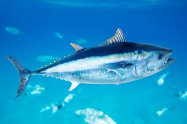 Slika od Pogledajte kako tuna lovi ribu nedaleko velikog turističkog kompleksa i popularne plaže u Lapadu