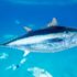Slika od Pogledajte kako tuna lovi ribu nedaleko velikog turističkog kompleksa i popularne plaže u Lapadu