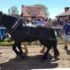 Slika od Prijatelji životinja oštro osudili Štraparijadu: ‘Sramotno! Veterinarska inspekcija dopušta zlostavljanje konja’