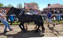 Slika od Prijatelji životinja oštro osudili Štraparijadu: ‘Sramotno! Veterinarska inspekcija dopušta zlostavljanje konja’