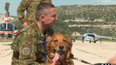Slika od Psi na NATO-ovoj vježbi u Splitu: Testira se jesu li fokusirani, što im stvara stres…