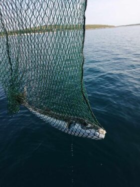 Slika od Riba otrovnica iz Medulinskog zaljeva otrovom može ubiti čak 30 ljudi. Protuotrov ne postoji