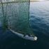 Slika od Riba otrovnica iz Medulinskog zaljeva otrovom može ubiti čak 30 ljudi. Protuotrov ne postoji