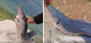 Slika od Ribar u Neumu uhvatio mladunče morskog psa: Maleni modrulj uginuo prije izlaska iz mora