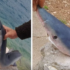 Slika od Ribar u Neumu uhvatio mladunče morskog psa: Maleni modrulj uginuo prije izlaska iz mora