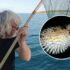 Slika od Slovenski ribar uhvatio otrovnu napuhaču kod Rovinja: ‘Otrov je čak 1200 puta jači od cijanida!’