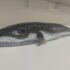 Slika od Smrtonosne ribe plivaju Medulinskim zaljevom: ‘Rep ko’ mačka, glava ko’ piton’