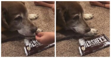 Slika od Snimka s TikToka koja je rasplakala svijet. Stari pas prvi put probao čokoladu