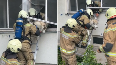 Slika od Splitski vatrogasci spasili psa iz gorućeg stana. Video postao viralan: ‘Kako je miran, zna da mu pomažu’