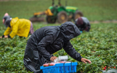 Slika od Srpske jagode zapele na granici, proizvođači u ozbiljnim gubicima