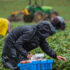 Slika od Srpske jagode zapele na granici, proizvođači u ozbiljnim gubicima
