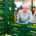 Slika od Srpski proizvođači jabuka vide prilike na kineskom tržištu
