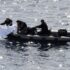 Slika od Stradao ronilac u Podvelebitskom kanalu. Prijatelj je nazvao policiju kad nije izronio…