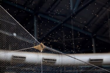 Slika od Tisuće pčela uletjelo na teren i zzzauzelo mrežu: Utakmica kasnila dva sata