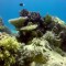 Slika od Trenutna transformacija Velikog koraljnog grebena