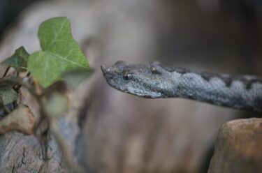 Slika od U Hrvatskoj živi najopasnija europska zmija! ‘Mučnina, povraćanje i oticanje samo su neki od simptoma’
