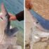 Slika od U Neumu ulovljen mladunac ugrožene vrste morskog psa