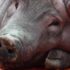 Slika od Umro pacijent kojemu je prvi put u svijetu presađen svinjski bubreg