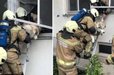 Slika od Vatrogasci spasili psa iz gorućeg stana. Pogledajte video: ‘Kako je miran, zna da mu pomažu’
