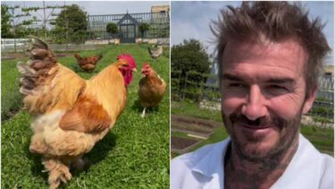 Slika od VIDEO Beckham ima novi hobi: Postao je farmer i uzgaja kokoši