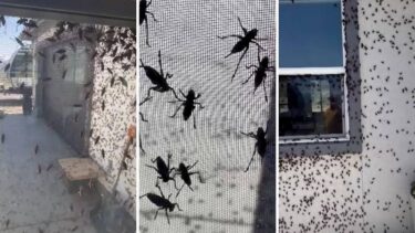 Slika od VIDEO Nevjerojatni prizori iz Nevade: Cvrčci prekrili kuće, već se danima bore s najezdom